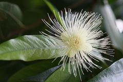 Syzygium hemisphericum